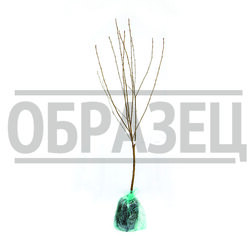    () - (1-2 ) (  ) ( ),   783 