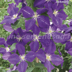 ����  �������� ��������������� (�����) �������, ������ �� 599 ���