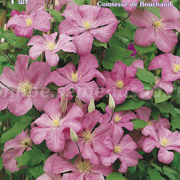 ����  �������� ��������������� (�����) ������ �� ����, ������ �� 599 ���