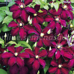 ����  �������� ��������������� ����� (1-�����), ������ �� 599 ���