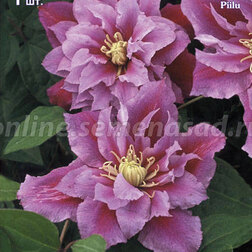 ����  �������� ��������������� ����� (1-�����), ������ �� 599 ���