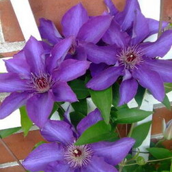 ����  �������� ��������������� ��������� (1-�����), ������ �� 599 ���