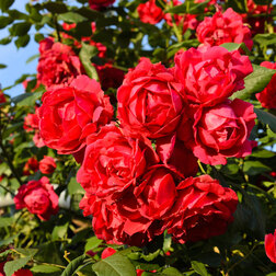 ����  ���� ��������� ����� ������� ��������, ������ �� 619 ���