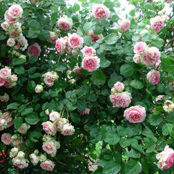 ����  ���� ��������� ������, ������ �� 619 ���