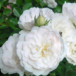 ����  ���� �������������� �����, ������ �� 619 ���