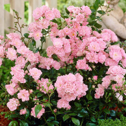 ����  ���� �������������� �����, ������ �� 619 ���