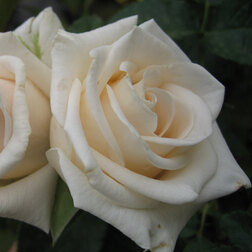 ����  ���� ���������� ������, ������ �� 499 ���