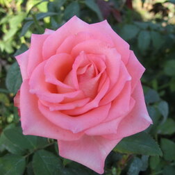 ����  ���� ���������� ���� ��������, ������ �� 499 ���