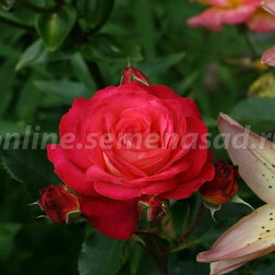 ����  ���� ���������� ��������, ������ �� 499 ���