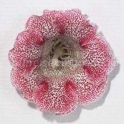 ����  ��������� ������� ��� ������ (1��-100�����) ���������������� ������, ������ �� 880 ���