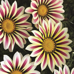 ����  ������� ��� ���� ���� ����� (1��-100��) ���������������� ������, ������ �� 1920 ���