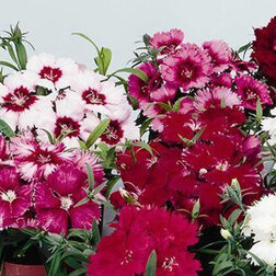 ����  �������� ����� ���� (1��-1000��) ���������������� ������, ������ �� 7680 ���