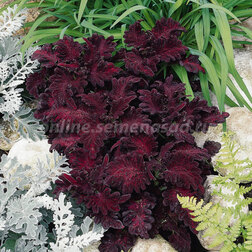 ����  ������ ���� ������ (1��-1000��) ���������������� ������, ������ �� 2240 ���