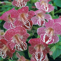 ����  ������� ������ ���� ����� (1 ��-100 �����) ���������������� ������, ������ �� 448 ���