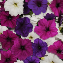 ����  ������� ��������� F1 ��� ���� ����� ����� ���� (1��-100 �����) ���������������� ������, ������ �� 2080 ���