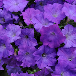 ����  ������� ��������� F1 ��� ���� ����� (1��-100�����) ���������������� ������, ������ �� 4000 ���