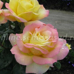 ����  ������� ���� ������ ��� (���) �����-���������, ������ �� 499 ���