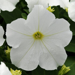 ����  ������� ����������� �� ����� ���� (1��-1000�����) ���������������� ������, ������ �� 3520 ���