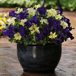 ����  ������� ����������� �������� �������� ���� ���� (1��-100�����) ���������������� ������, ������ �� 3872 ���