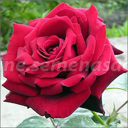 ����  ���� �����-��������� ��� �� ���, ������ �� 499 ���