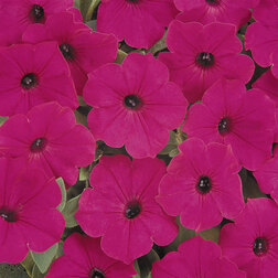 ����  ������� ��������� F1 ������ ���� ����� (1��-100�����) ���������������� ������, ������ �� 4000 ���