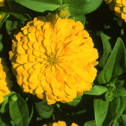 ����  ������ ������ ����� (1��-100 ��) ���������������� ������, ������ �� 480 ���