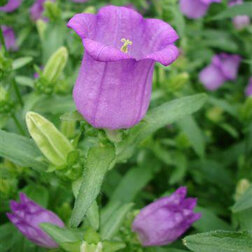 ����  ����������� ������� ������� ����� (1��-100��) ���������������� ������, ������ �� 1280 ���