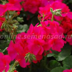 ����  ���������� ��������� ����� ������ (1��-100��) ���������������� ������, ������ �� 2640 ���