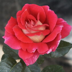 ����  ���� �����-��������� ����������, ������ �� 499 ���