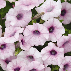 ����  ������� ��������� F1 ��� ���� ���� ���� (1��-100�����) ���������������� ������, ������ �� 4000 ���