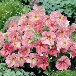 ����  ������� ����������� ������ ��������� (1��-100�����) ���������������� ������, ������ �� 480 ���