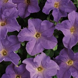 ����  ������� ����������� ����� ���� ���(1��-100�����) ���������������� ������, ������ �� 320 ���