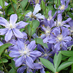 ����  �������� ������������ ��������, ������ �� 1339 ���