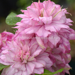 ����  �������� ��������������� �������� �����, ������ �� 1869 ���