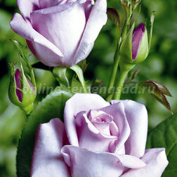 ����  ���� �����-��������� ������� ��������, ������ �� 499 ���