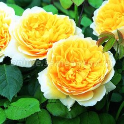 ����  ���� ���������� �������� ��������, ������ �� 759 ���