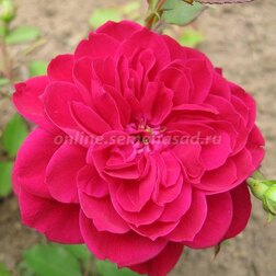 ����  ���� ��������� �������� ������, ������ �� 990 ���