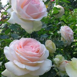 ����  ���� ����� ��������� ����� �����, ������ �� 719 ���