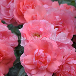 ����  ���� ����� ���������� ������ �� �����, ������ �� 719 ���