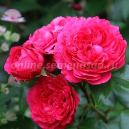 ����  ���� ����� ���������� ��� �������� �� �����, ������ �� 719 ���