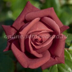 ����  ���� ����� �����-��������� ���������, ������ �� 719 ���