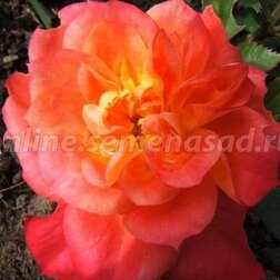 ����  ���� ����������� ��������, ������ �� 619 ���