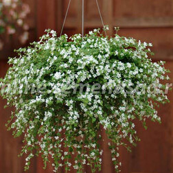 ����  ������ ��������� (1��-100 �����) ���������������� ������, ������ �� 4000 ���