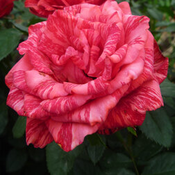 ����  ���� �����-��������� ��� �������, ������ �� 499 ���