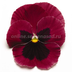 ����  ����� ��������������� ������� ���� ����� (1��-100��) ���������������� ������, ������ �� 576 ���