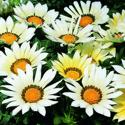 ����  ������� ���� ���� (1��-100��) ���������������� ������, ������ �� 1008 ���