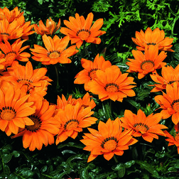 ����  ������� ���� ����� (1��-100��) ���������������� ������, ������ �� 1008 ���