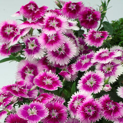 ����  �������� ���� ����� ������ (1��-100��) ���������������� ������, ������ �� 720 ���