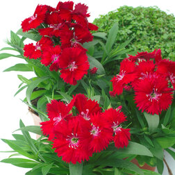 ����  �������� ���� ��� (1��-100��) ���������������� ������, ������ �� 720 ���