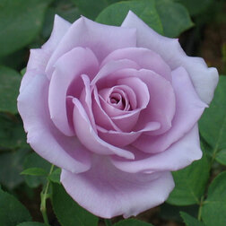 ����  ���� �����-��������� ��-��, ������ �� 499 ���